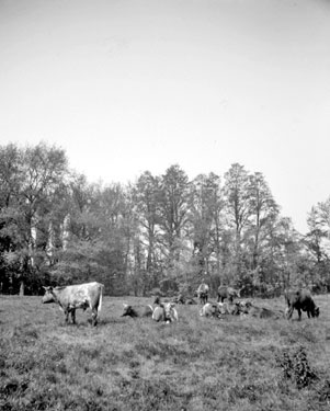 Cattle at Hemingford, Huntingdon, Cambridgeshire