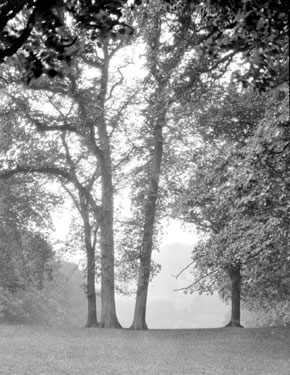View of trees