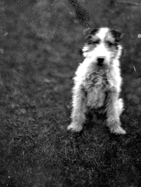 Dog 'Billie', belonging to Mr and Mrs Brooke