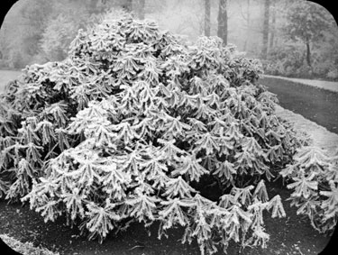 Hoar frost on rhododendron