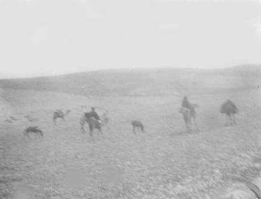 Camels on the road between Jerusalem & Jericho