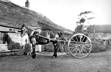 Branch Farm, top end of Branch Road, Scoles - pony and trap, in which supposedly Johnnny Birkby and his wife are seated
