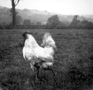 Wheelwright Grammar School Photo Album: 1920s/30s - Chicken 'Henry the Eighth'