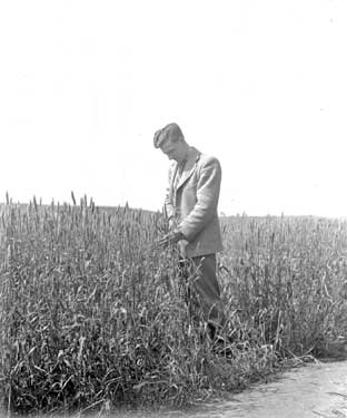 Man in cornfield 	