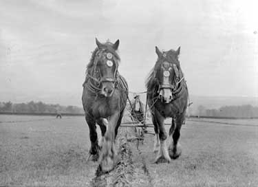 Ploughing Horses, Thurstonland 	