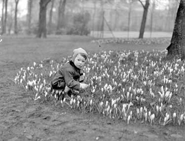 M Whittaker, two year old, in Ravensknowle Park 	