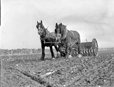 Horses and Plough 	