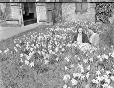 Daffodils at Hopton Churchyard 	