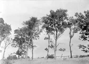 Trees in landscape 	