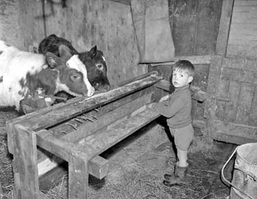 John Taylor, aged 4, of Fox Royd, Meltham with cow 	
