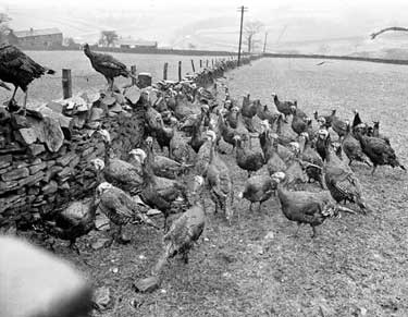 Mr L Barker, Meltham farmer with turkeys 	