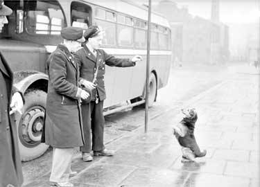Bus Conductor with 'Peter' the dog 	