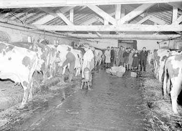 G T Haigh's Woodend Farm, Milking Cows 	