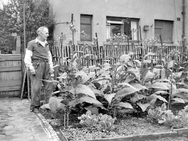 Stead Holliday and tobacco plants 	