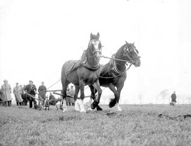 Ploughing contest at Thurstonland 	