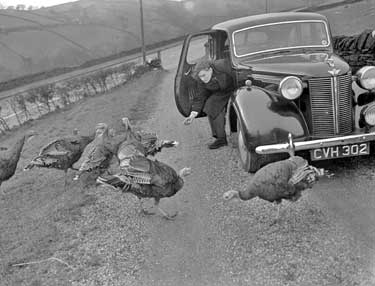 Turkeys - J. M. leaning out of car with door open 	