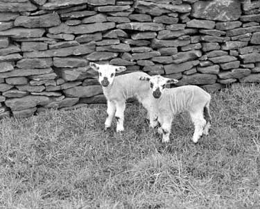 Spring Lambs 	