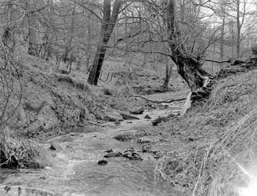 Woodland stream 	