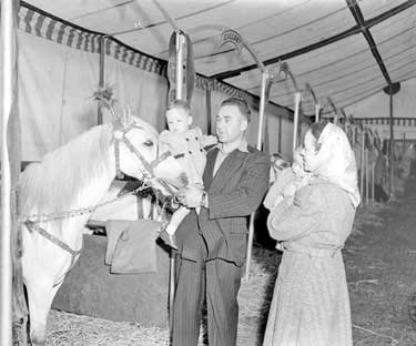 Circus pony 	