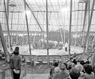 Circus elephants in ring 	