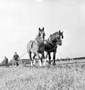 Ploughing match at Thurstonland 	