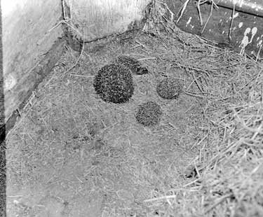 Hedgehog with 3 babies 	