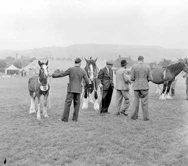 Honley Show, horses being judged 	