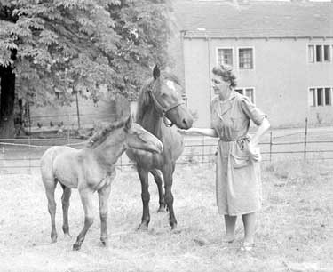 Woman with horses 	
