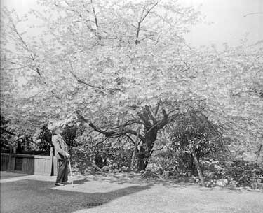 Mr A. L. Woodhouse with Blossom tree 	