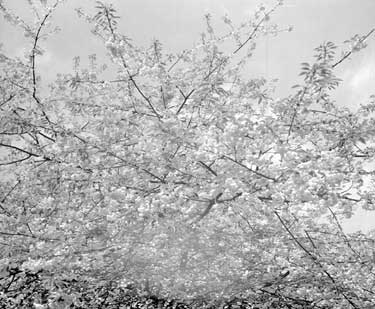 Blossom tree 	
