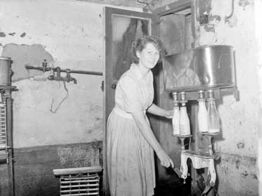 Barbara Lockwood filling milk bottles at milking parlour in Marsden, Huddersfield 	