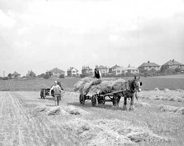 Loading corn at Bracken Hall Farm, Mirfield 	