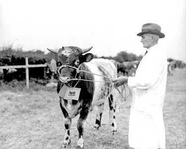 Emley Show, 1st prize bull 	