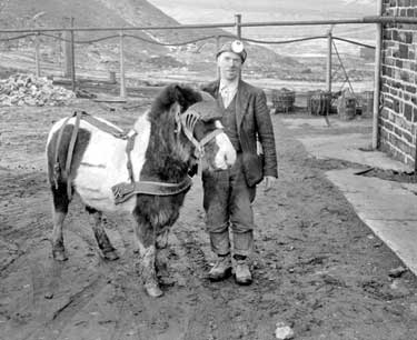 Miner with pit pony at private coal mine at Hepworth Iron Works 	