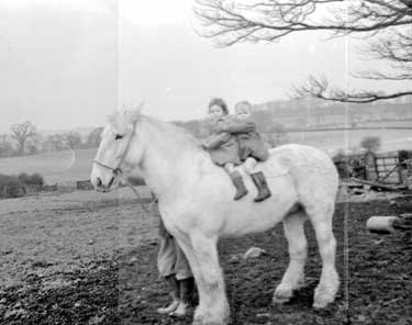 Dalby Rly Horse at Nor Brook Farm 	