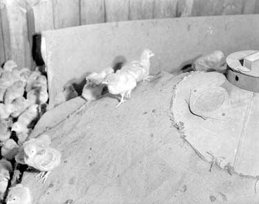 Easter Chickens at Barkisland, Halifax	
