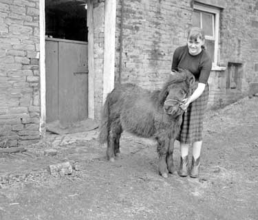 Pauline Garside of Grasscroft with Shetland Pony 	