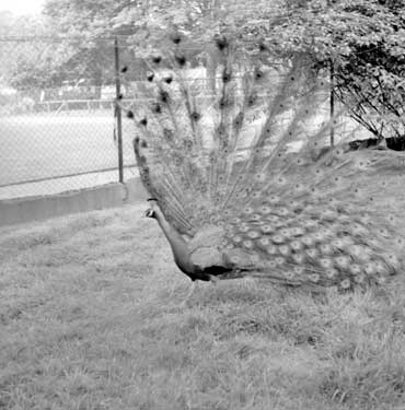 Peacock at Chester Zoo 	