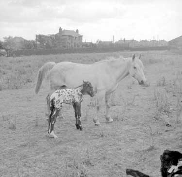 Foal and mare at Outlane, Huddersfield 	