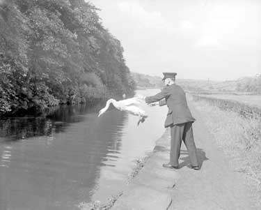 Inspector Smalley releases swan on canal at Linthwaite, Huddersfield 	
