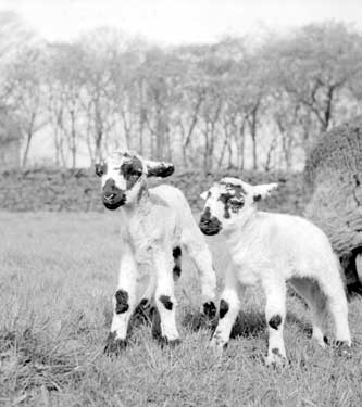 Lambs at Blackmoorfoot, Huddersfield 	