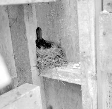 Birds nest at new infirmary 	