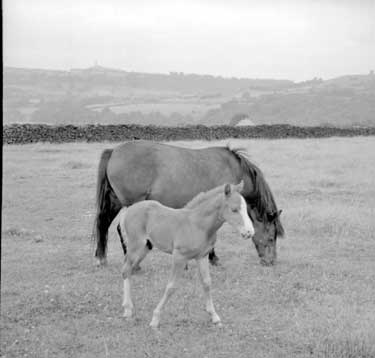 Horse and foal at Long Lane, Honley, Huddersfield 	