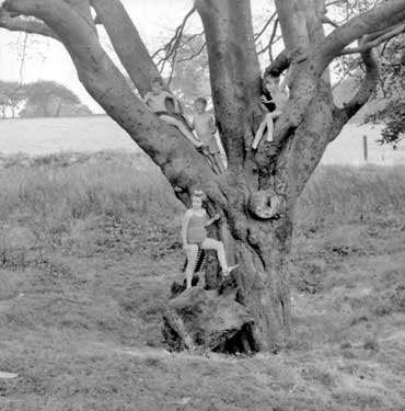 Children climbing trees 	