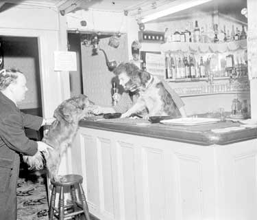 Dogs at Shoulder of Mutton Inn 	
