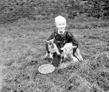Child with lambs at David Brown's Farm 	
