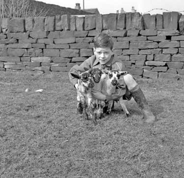 Boy with lambs at Hove Edge Gibson Farm 	