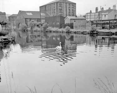 Swan on Aspley Basin 	