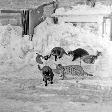 Cats in snow at Flushhouse, Holmbridge 	