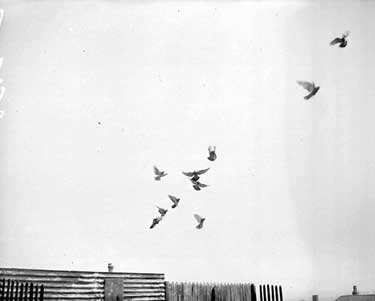 Pigeons in Flight 	